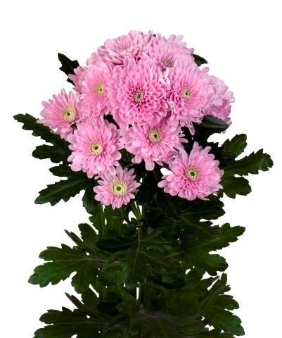 Karma Pink, a pink chrysanthemum rose