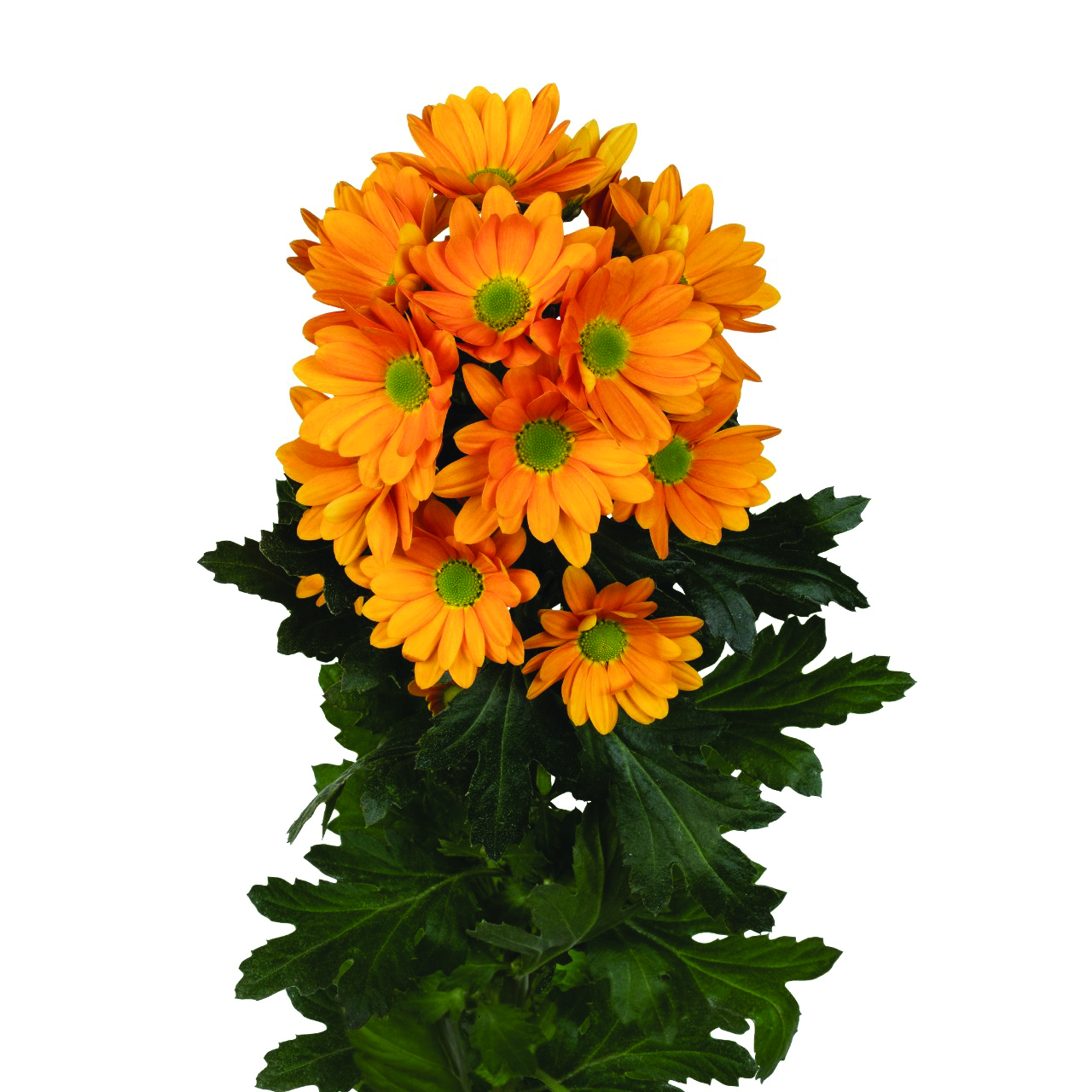 Kaya, a orange chrysanthemum rose