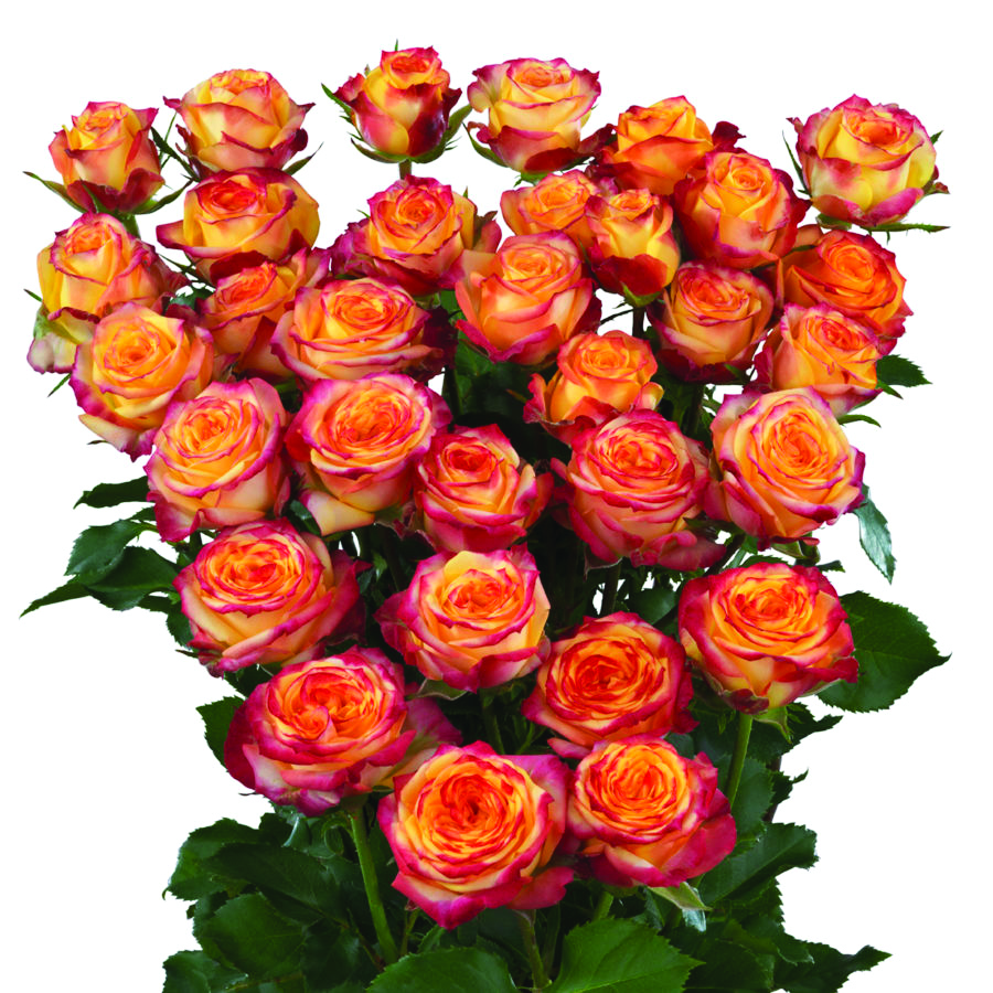 Land of Fire, a orange spray rose grown at Roseto Farm