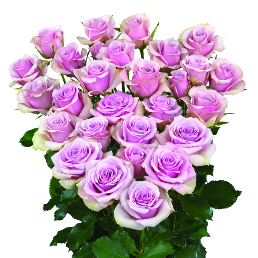 Leila, a lilac pink spray rose grown at Roseto Farm