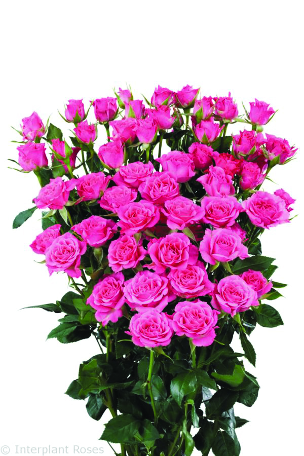 Lianne, a pink spray rose grown at Roseto Farm