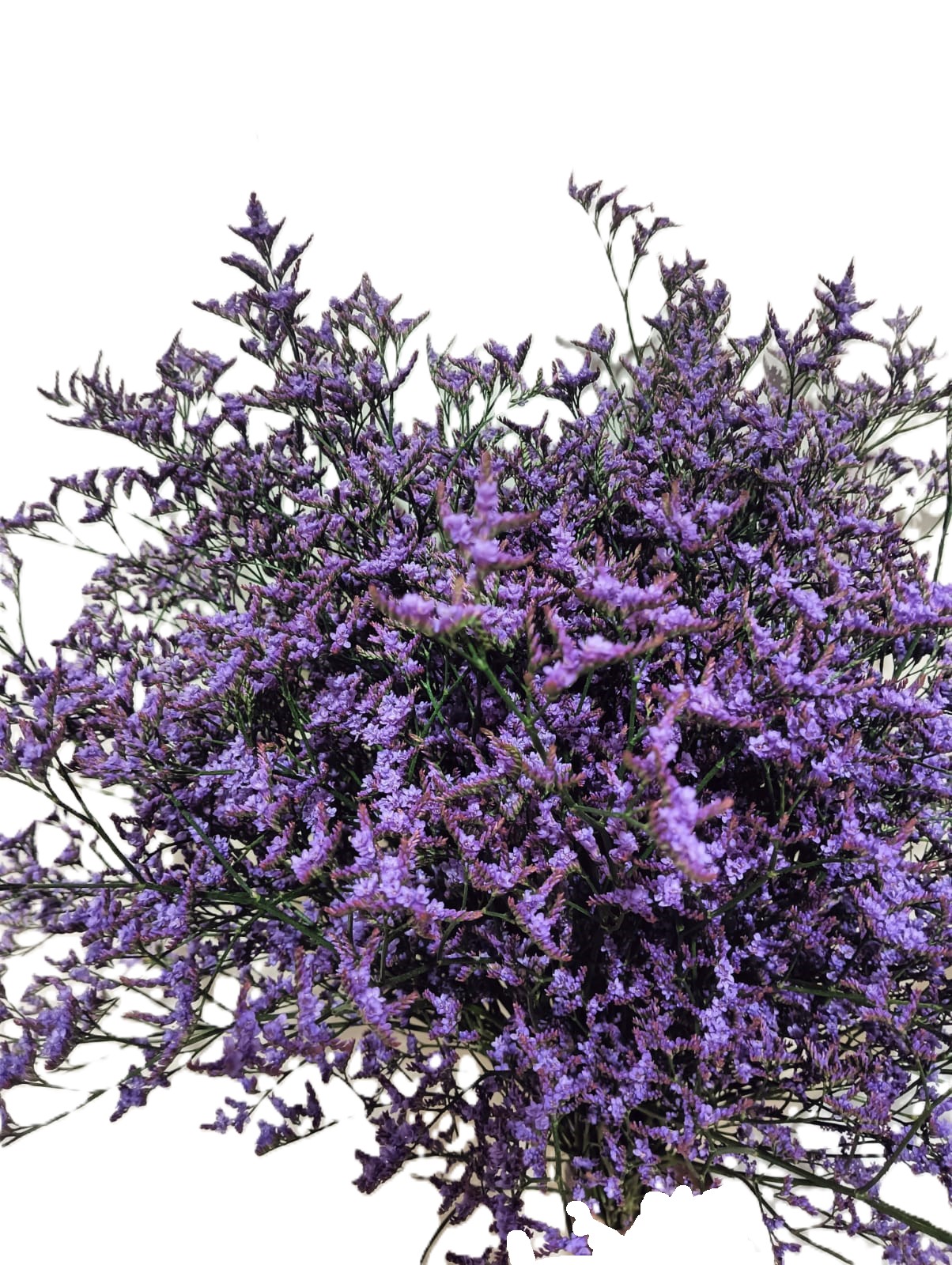 Limonium Safora Dark Blue, a dark blue limonium rose grown at Florenza Farm