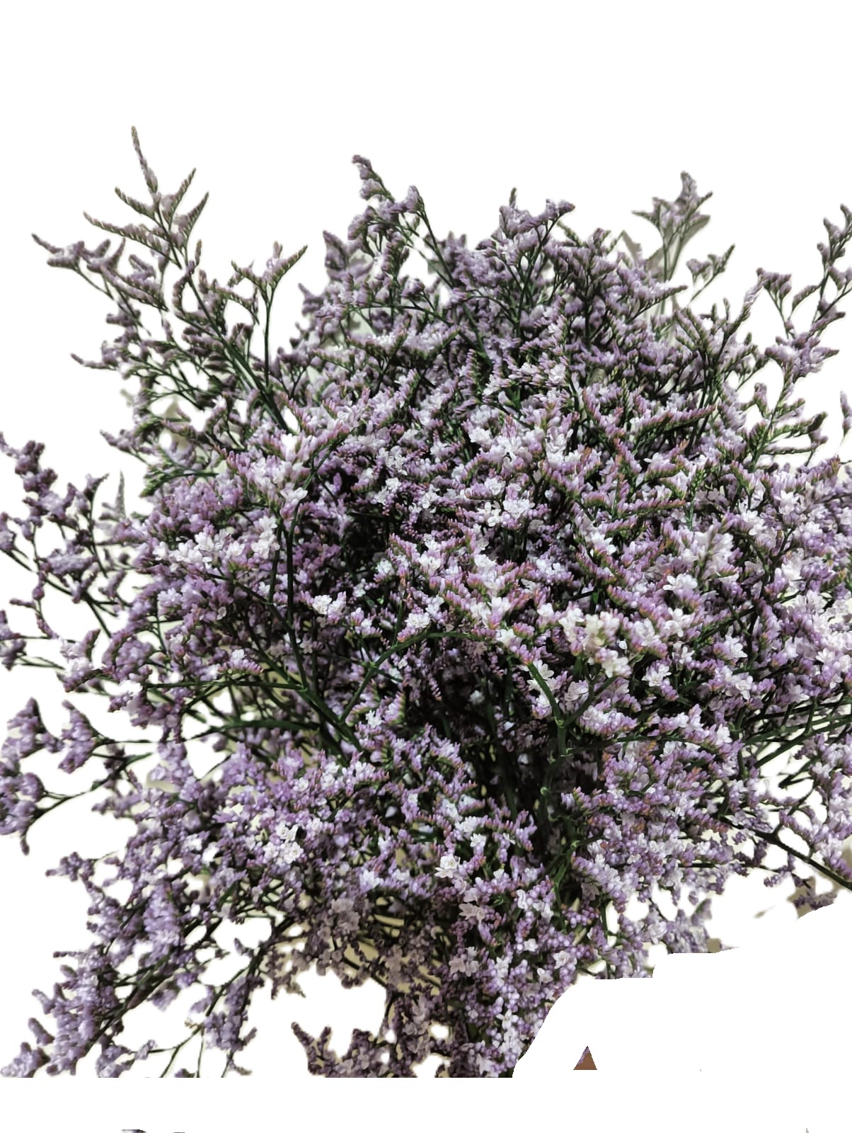 Limonium Safora Lilac, a lilac limonium rose