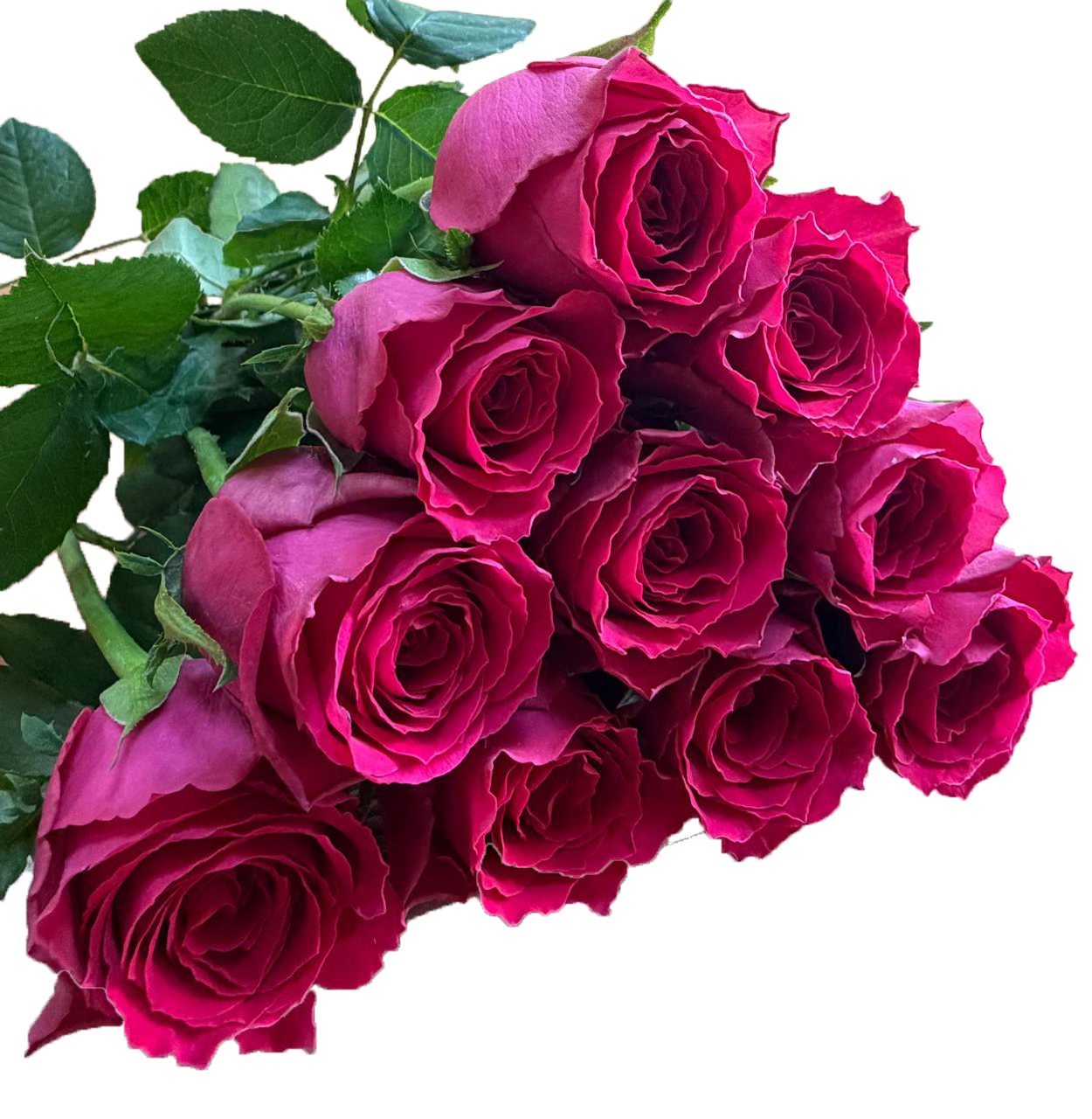 Madam Cerise, a cerise pink standard rose