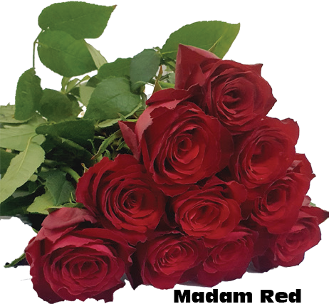 Madam Red, a crimson standard rose grown at Florenza Farm