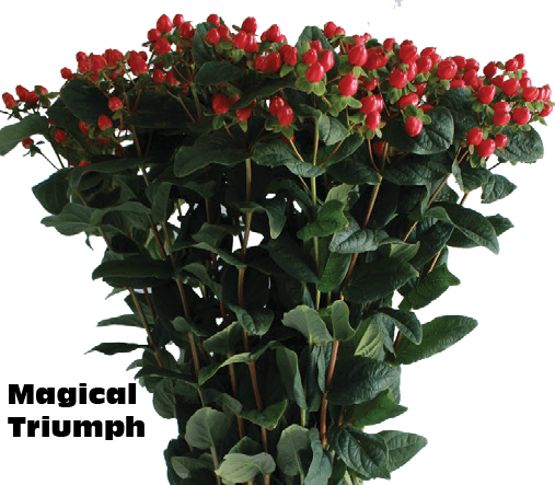 Magical Triumph, a red hypericum rose grown at Florenza Farm