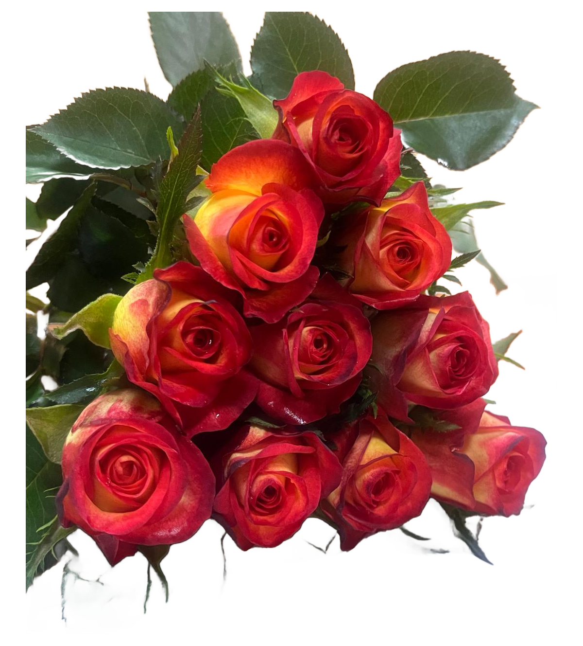 Magma, a red orange standard rose grown at Florenza Farm