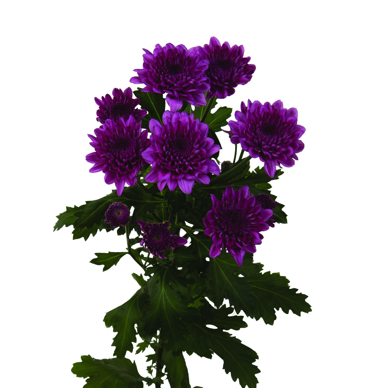 Malibu Purple, a purple chrysanthemum rose