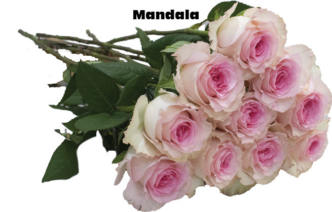 Mandala, a blush pink standard rose