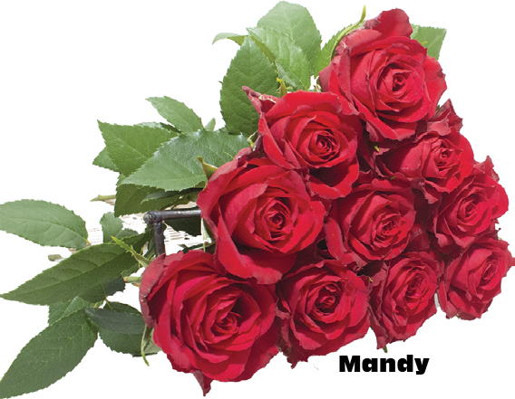 Mandy, a red standard rose