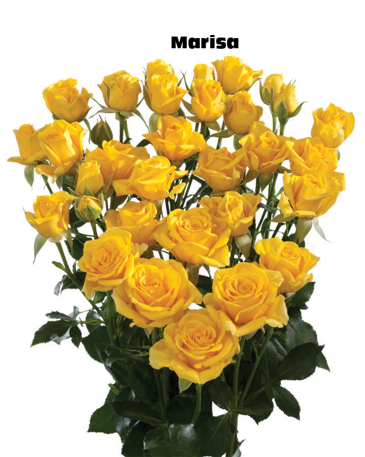 Marisa, a golden yellow spray rose grown at Florenza Farm