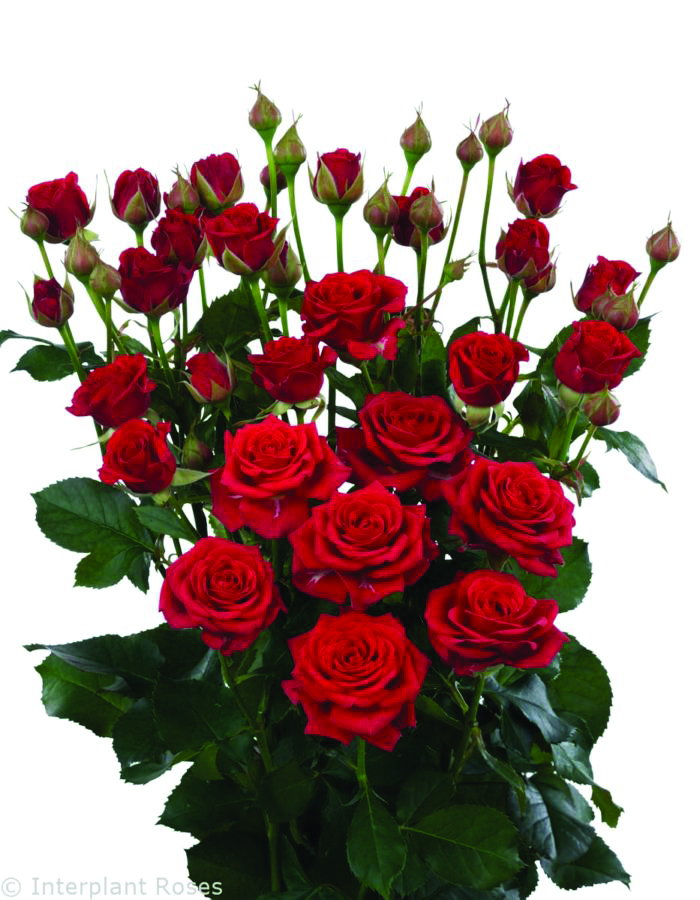Mirabel, a red spray rose grown at Roseto Farm