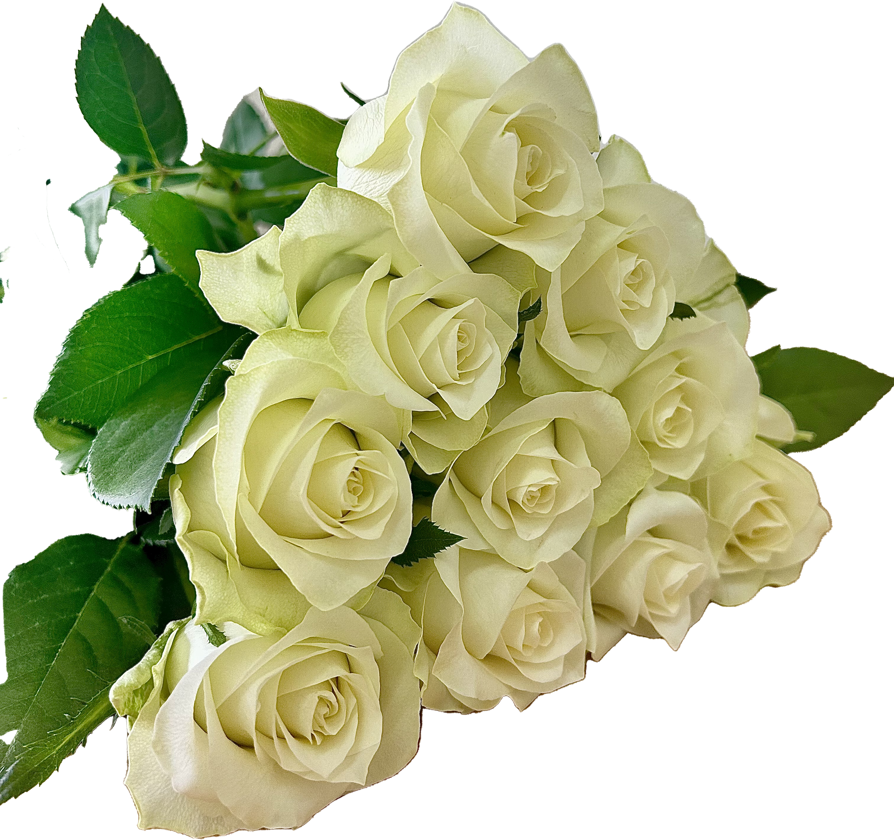 Mont Royal, a cream standard rose