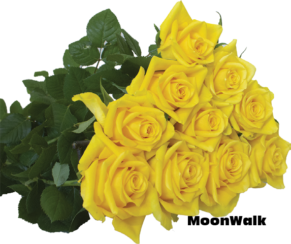Moonwalk, a golden yellow standard rose