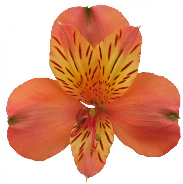Motion, a coral orange alstroemeria rose