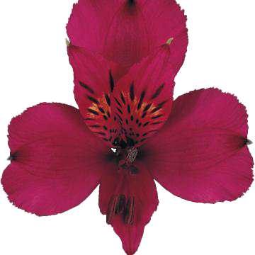 Napoli, a magenta alstroemeria rose grown at Sierra Flora