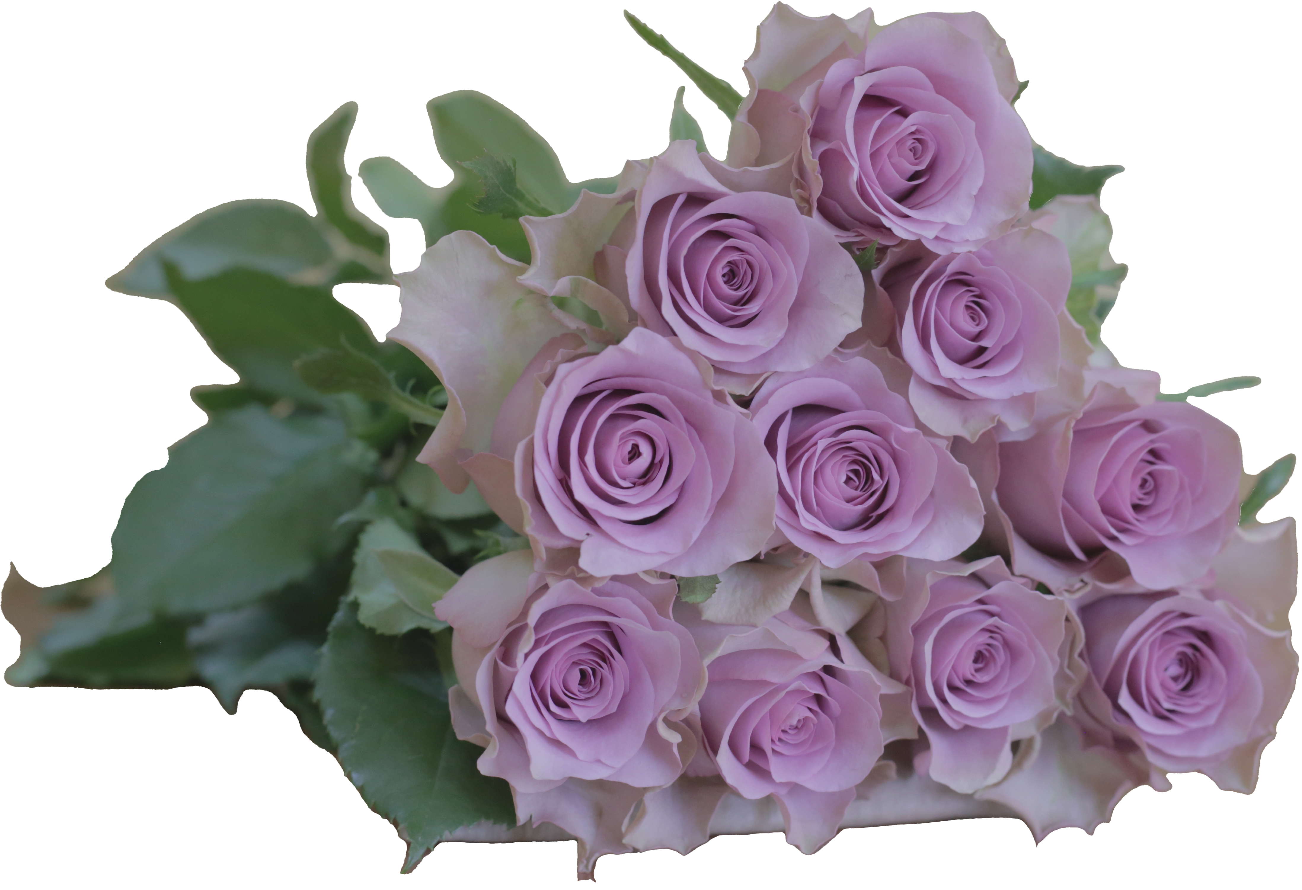 Nightingale, a lavender standard rose grown at Florenza Farm