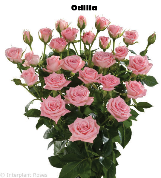 Odilia, a pink spray rose grown at Roseto Farm