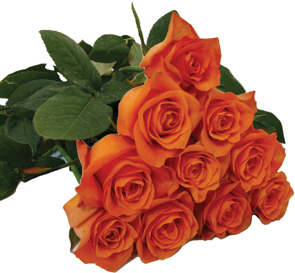 Orange Wave, a orange standard rose grown at Florenza Farm