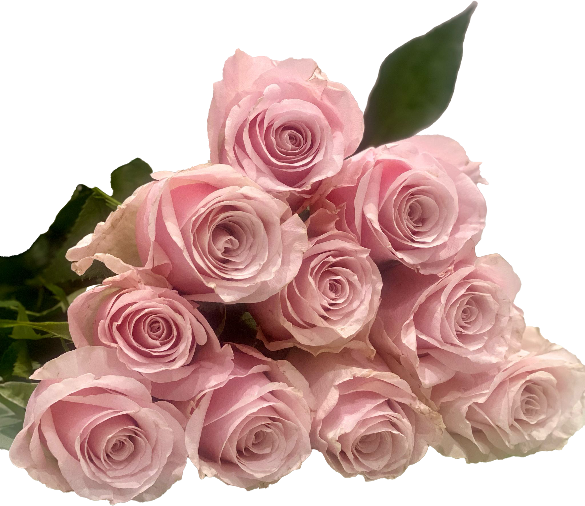 Organza, a pink standard rose