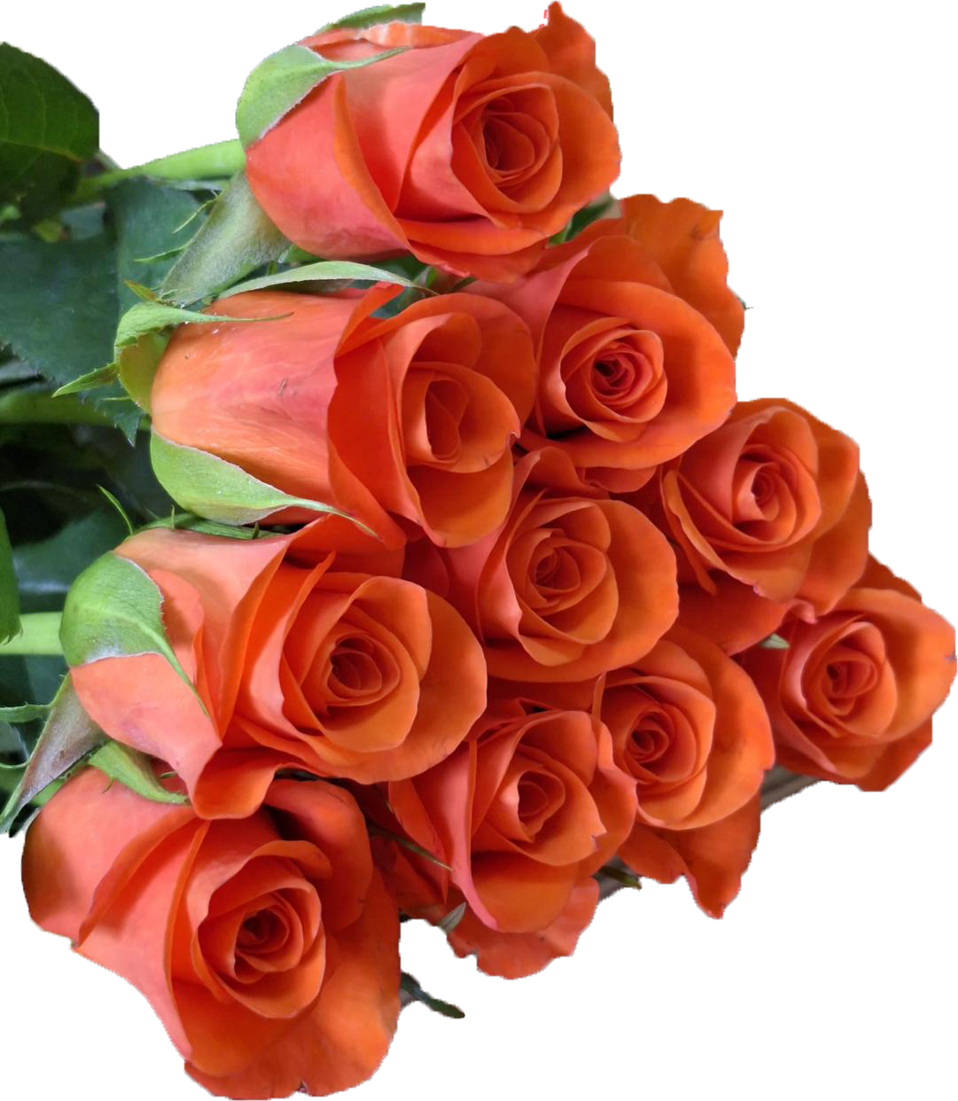 Patz, a coral orange standard rose grown at Florenza Farm
