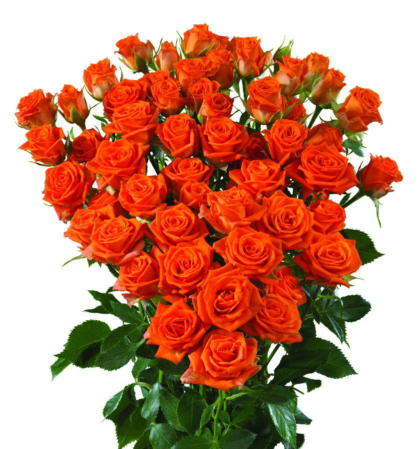 Picanto, a orange spray rose