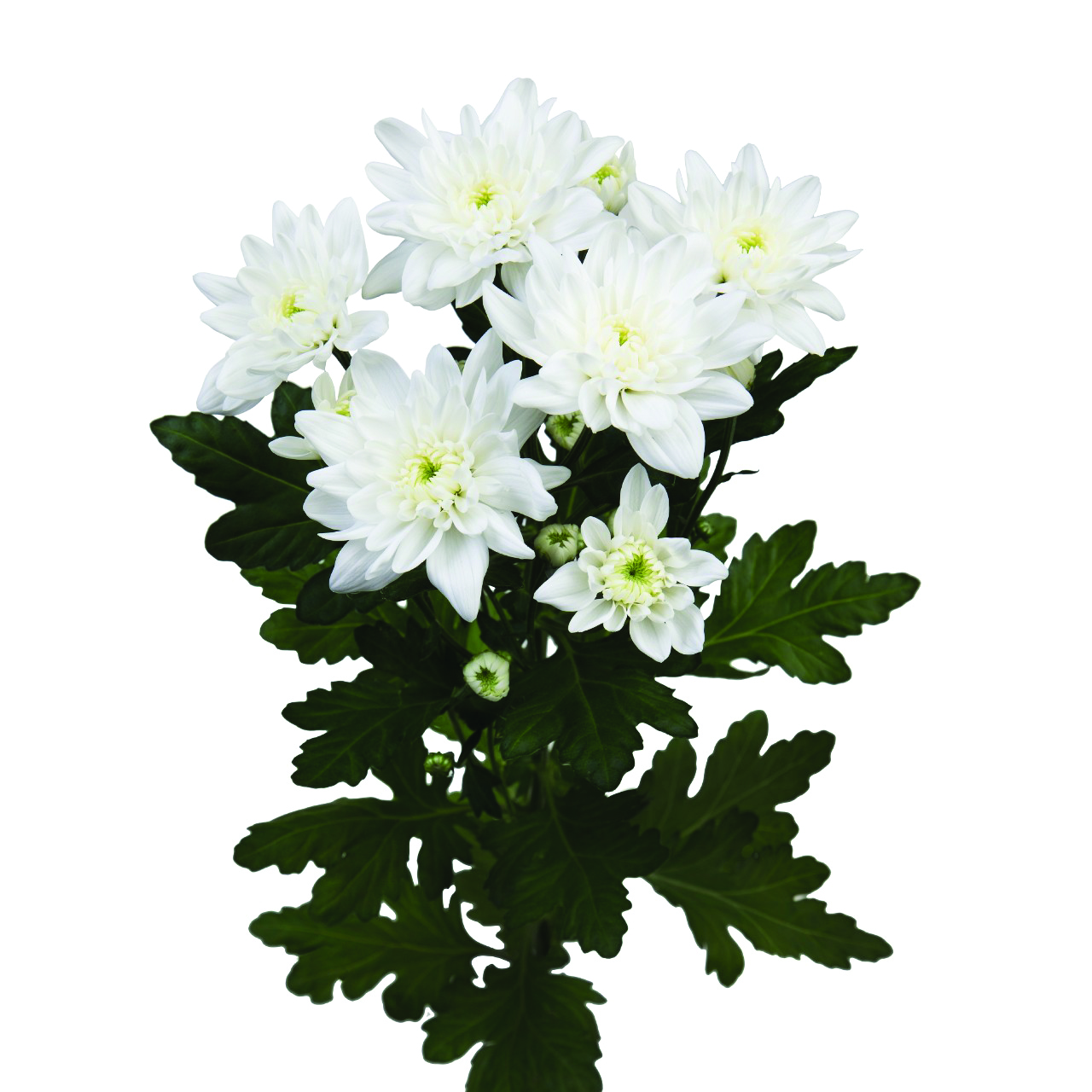 Pina Colada, a white chrysanthemum rose