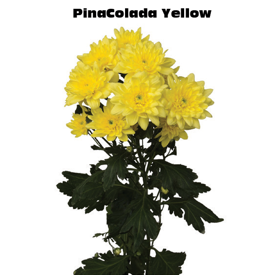 Pina Colada Yellow, a yellow chrysanthemum rose