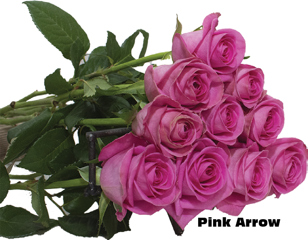 Pink Arrow, a pink purple standard rose