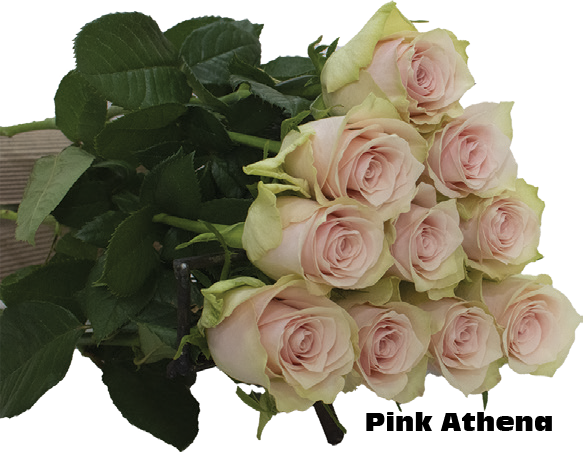 Pink Athena, a blush pink standard rose