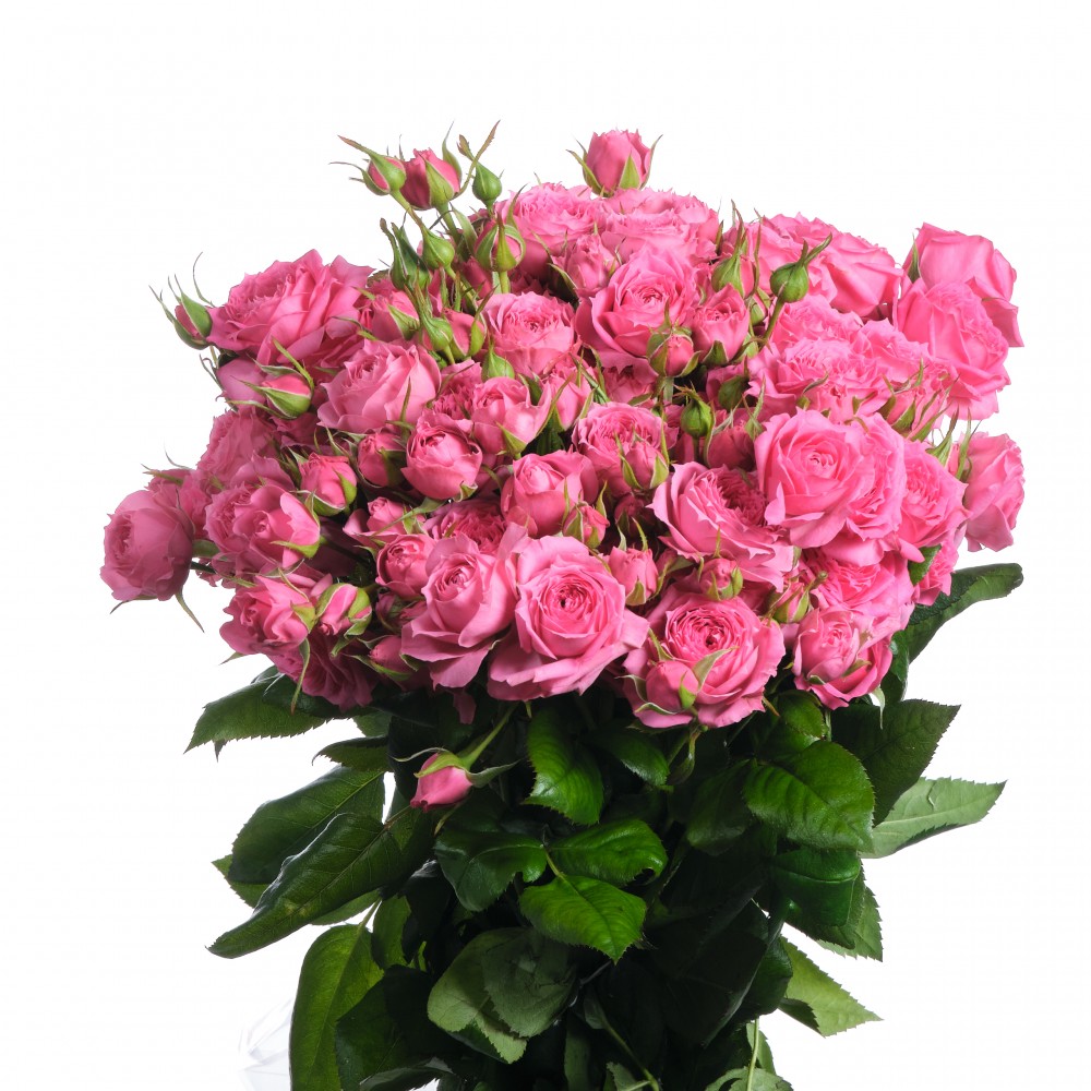 Pink Dimension, a pink spray rose grown at Roseto Farm