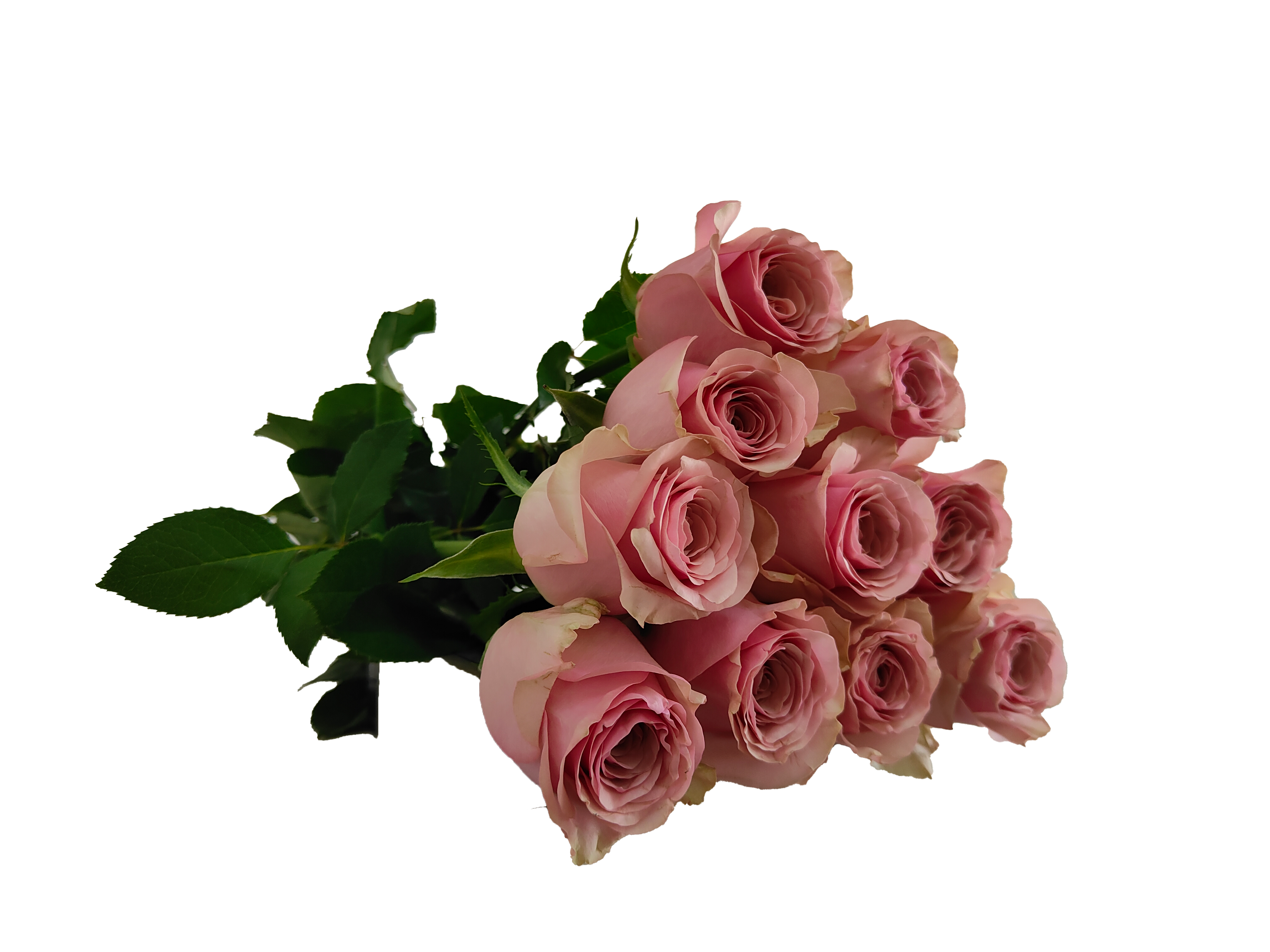 Pink Wave, a dusty pink standard rose grown at Roseto Farm