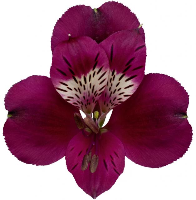 Pompeii, a purple alstroemeria rose grown at Sierra Flora