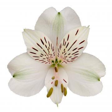 Prestige, a white alstroemeria rose