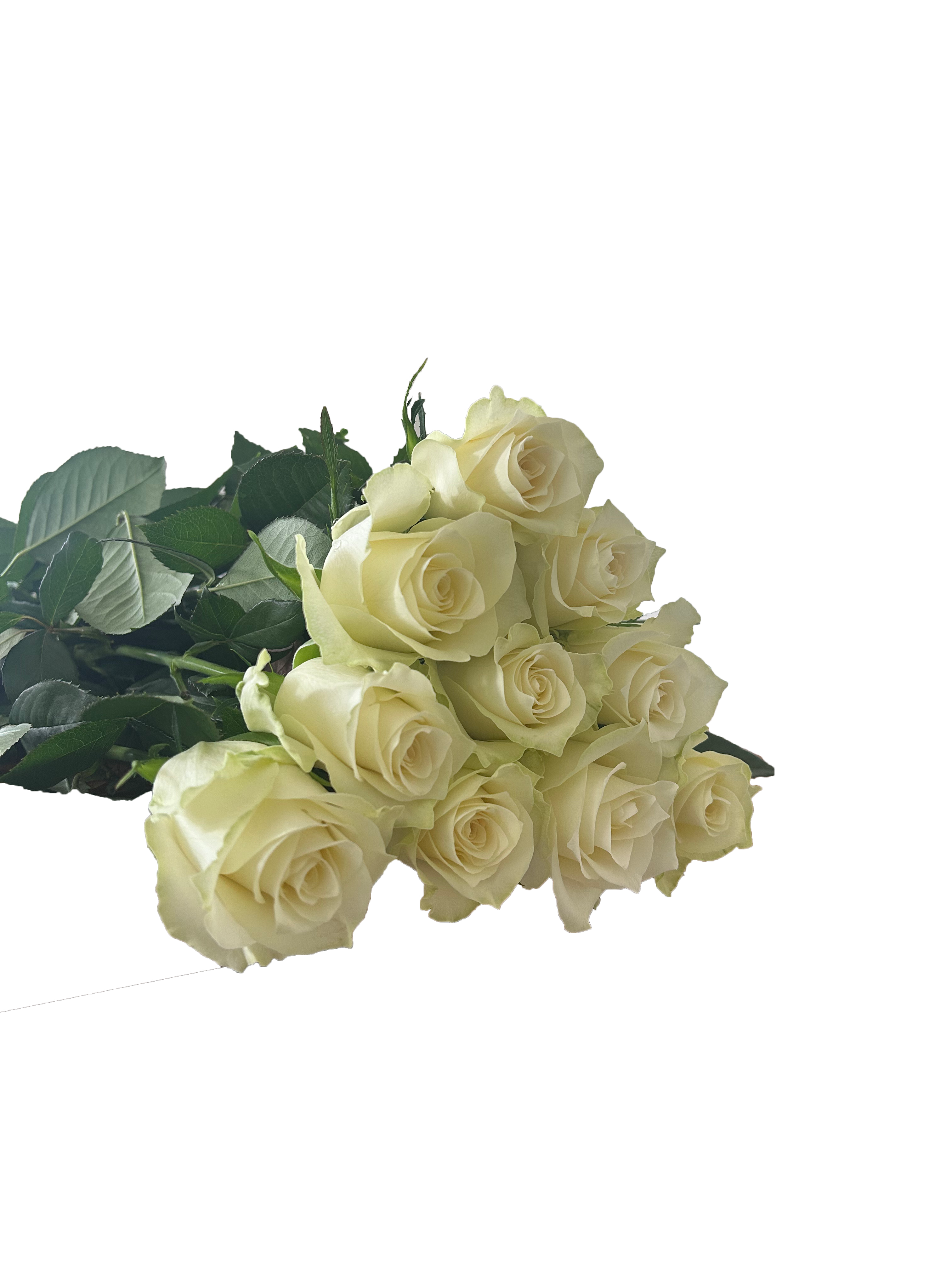 Proud, a white standard rose