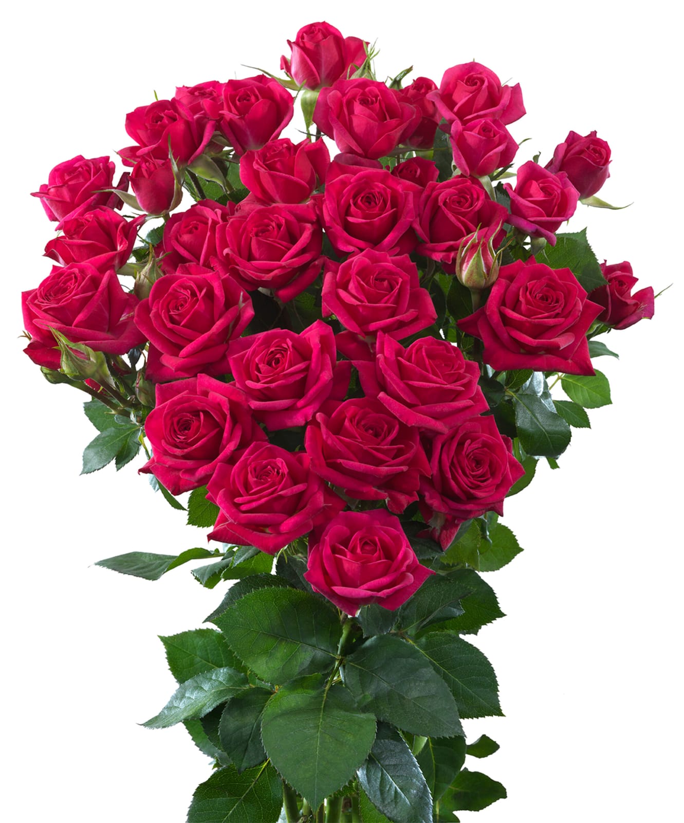 Quincy, a pink red spray rose grown at Roseto Farm