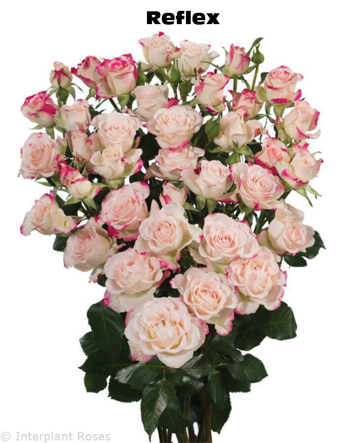 Reflex, a blush spray rose