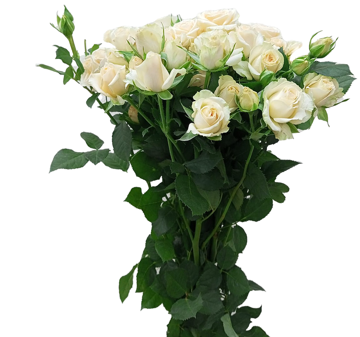Rosanella, a blush white spray rose