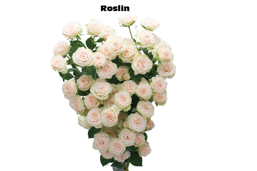 Roslin, a blush spray rose