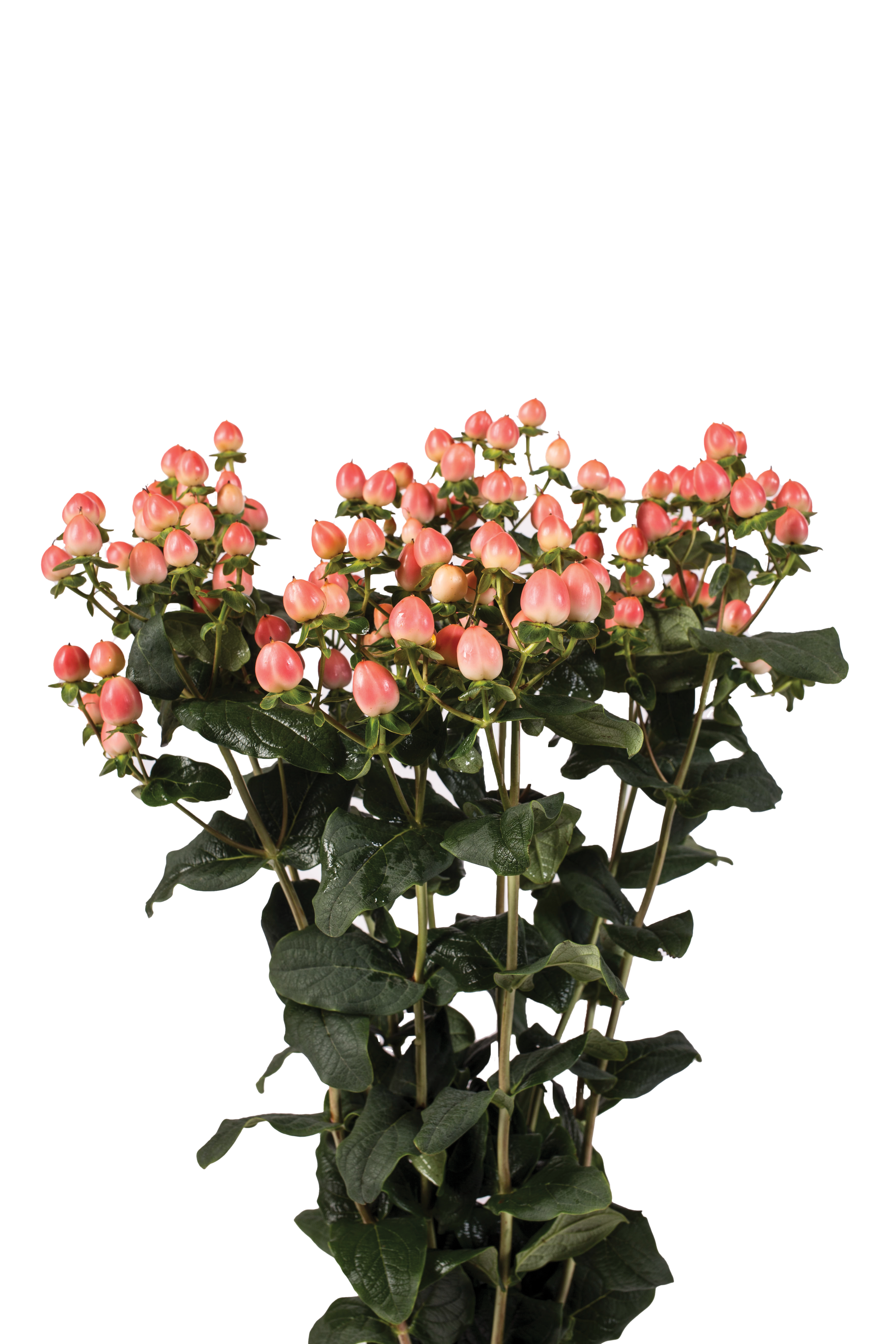 Royal Princess, a peach pink hypericum rose