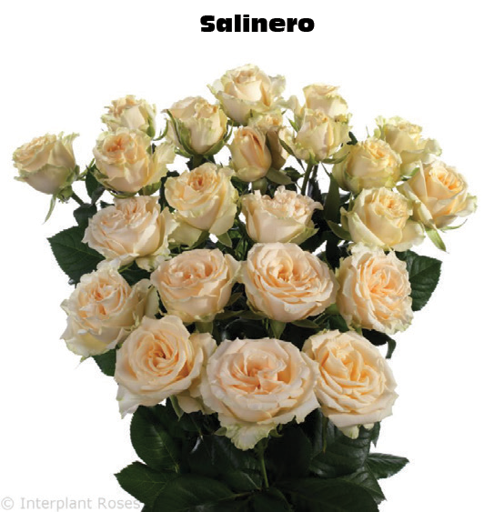 Salinero, a apricot spray rose