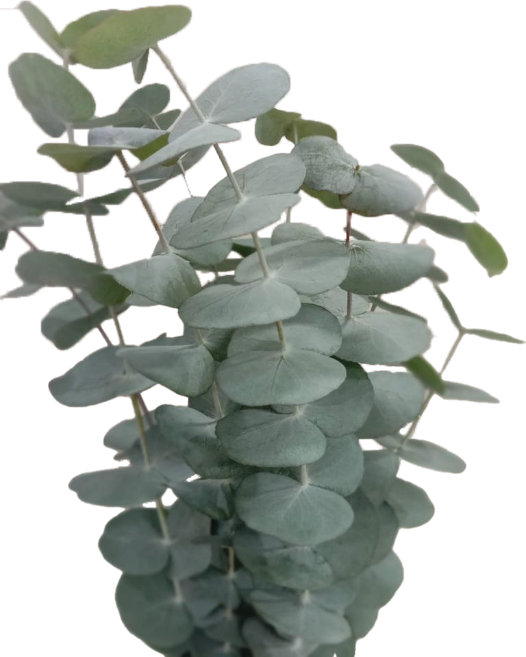 Silver Dollar, a silvery green eucalyptus rose grown at Florenza Farm