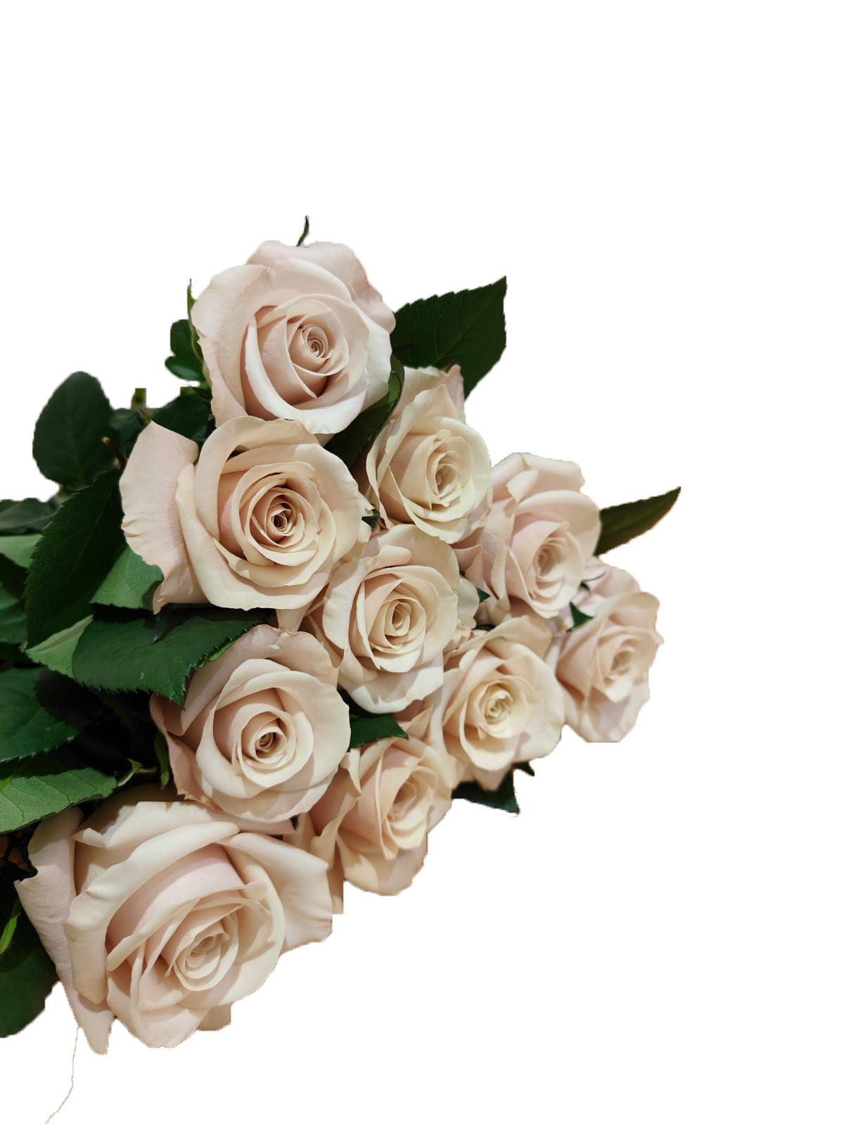 Silver Jet, a champagne beige standard rose grown at Sierra Flora