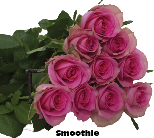 Smoothie, a magenta pink standard rose