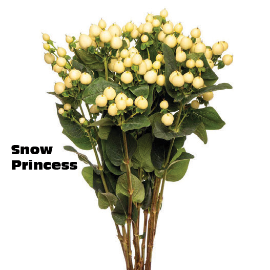 Snow Princess, a cream white hypericum rose