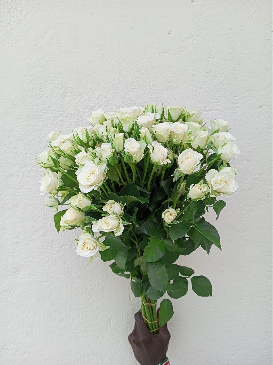 Snowflake, a white spray rose