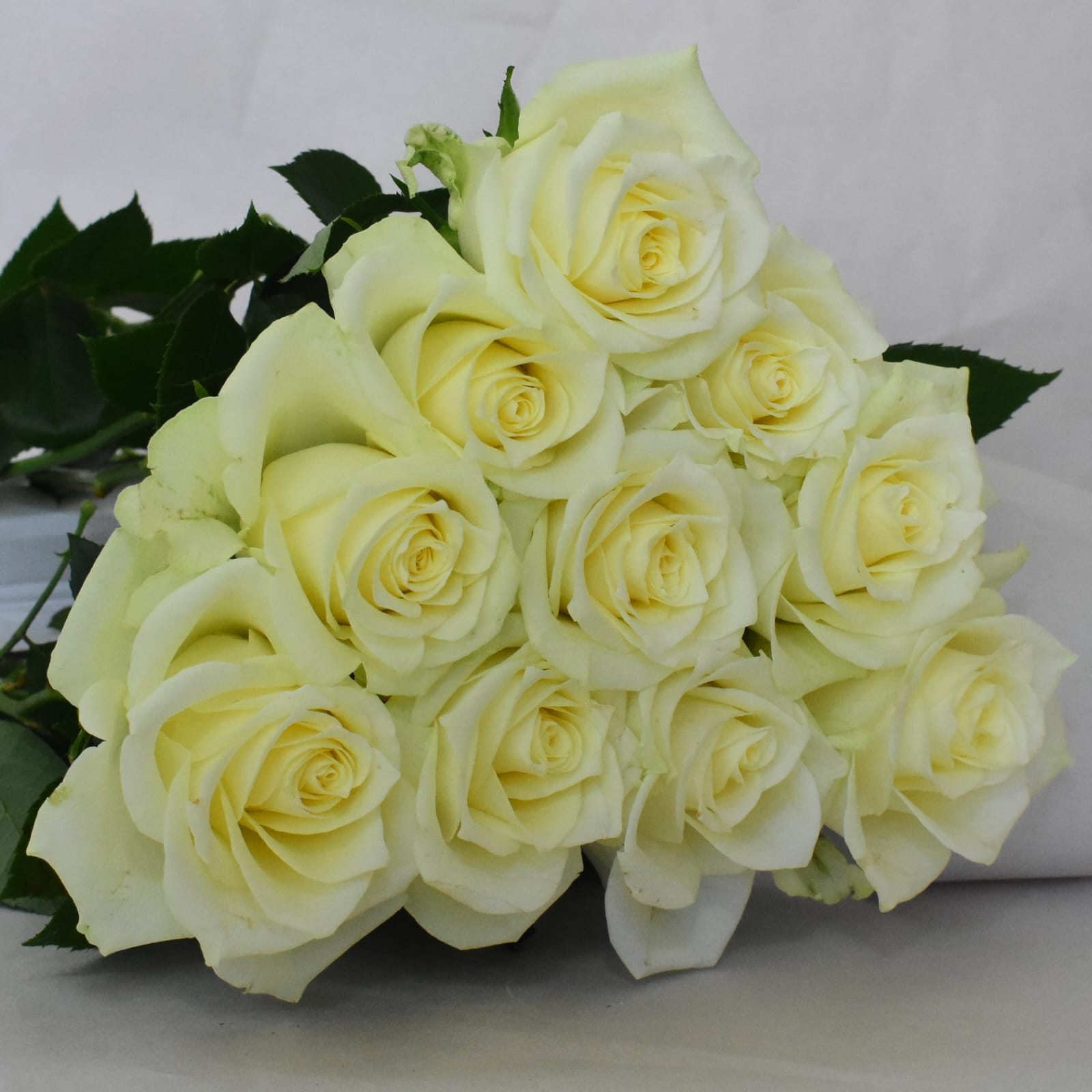 Snow Storm, a white standard rose