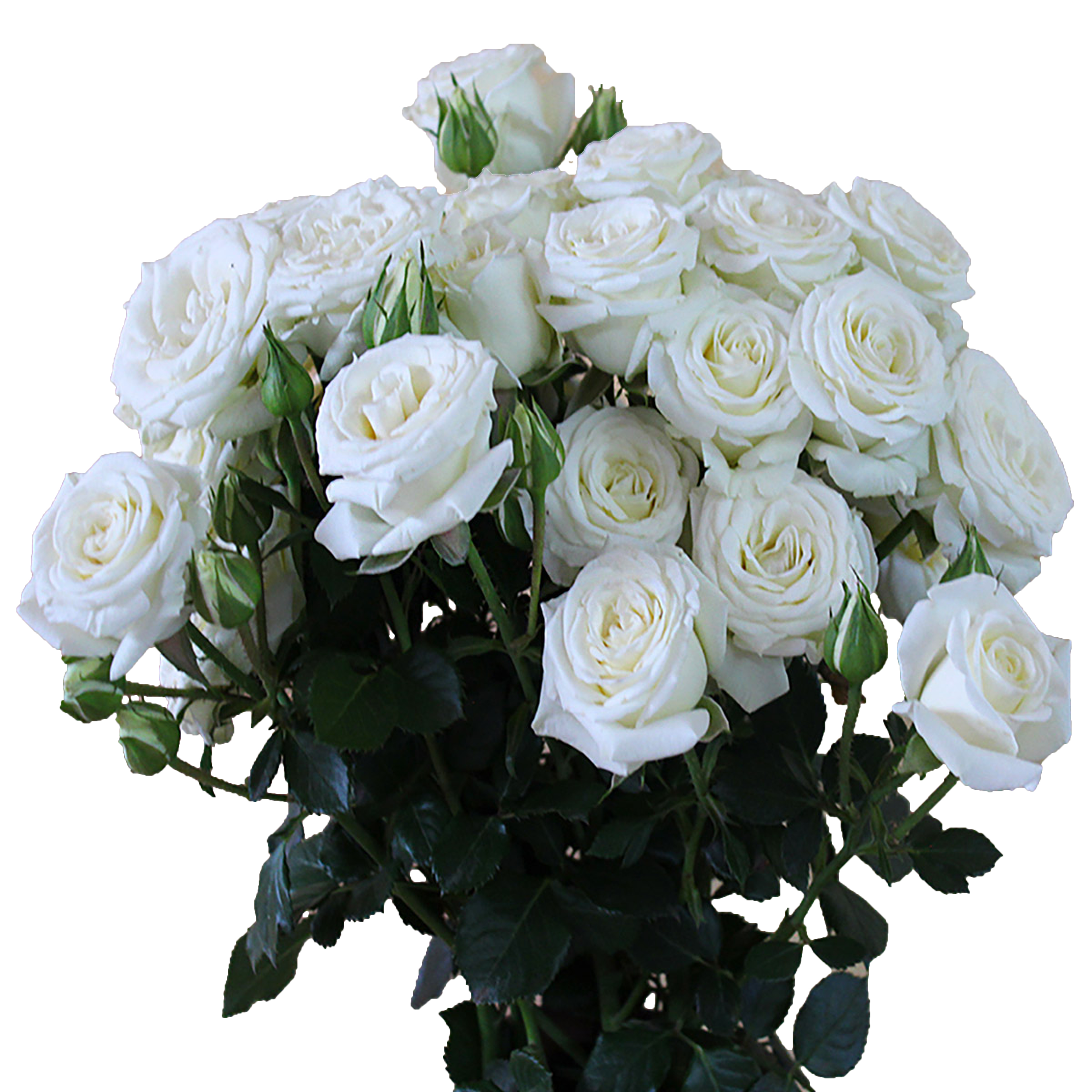 Snowy Blossom, a white spray rose
