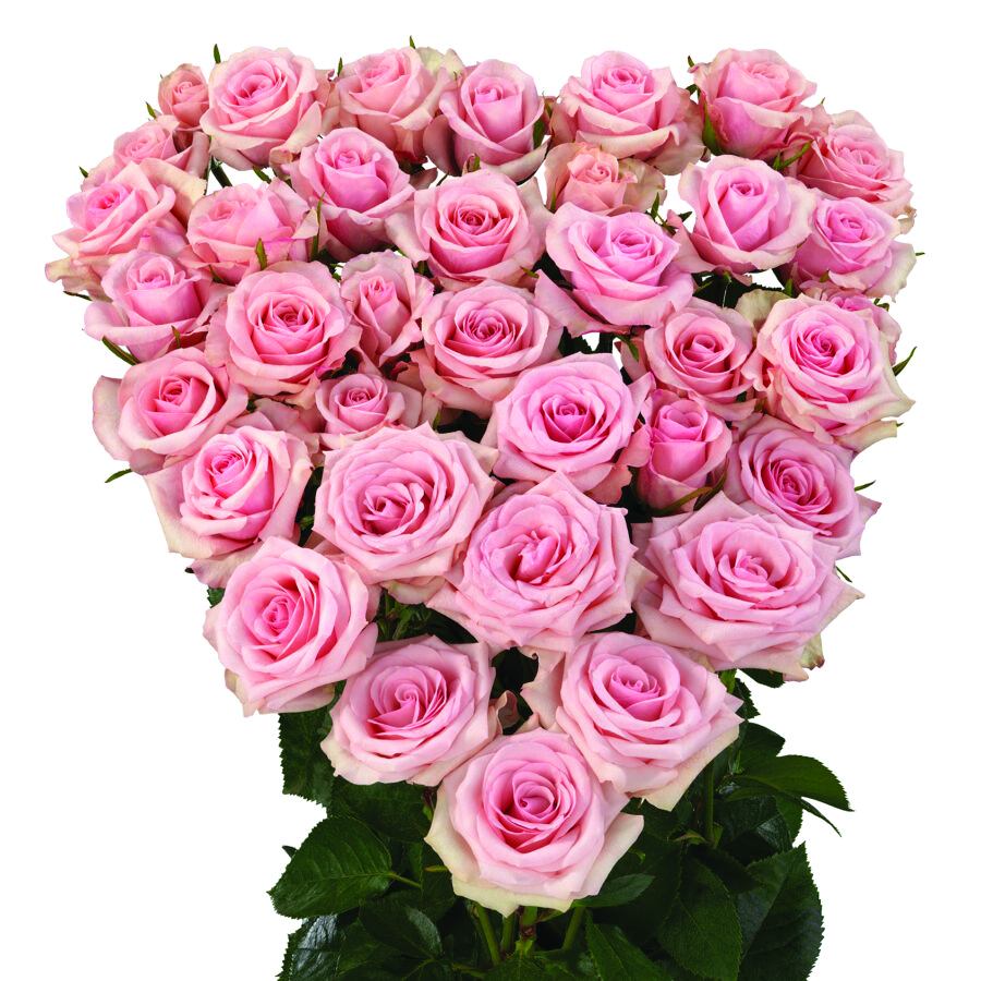 Sweet Porcelina, a pink spray rose