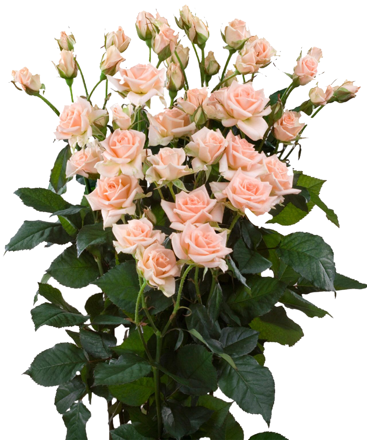 Sweet Sara, a peach pink spray rose